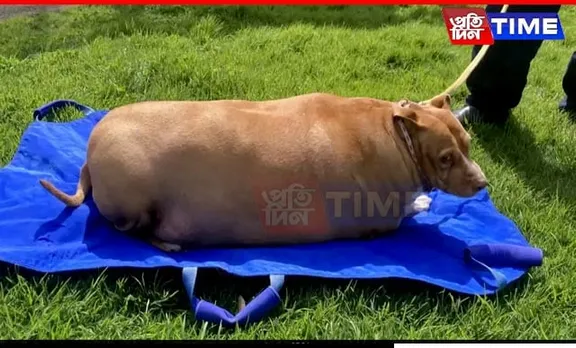 New Zealand Woman Jailed for Overfeeding 53 Kg Dog to Death